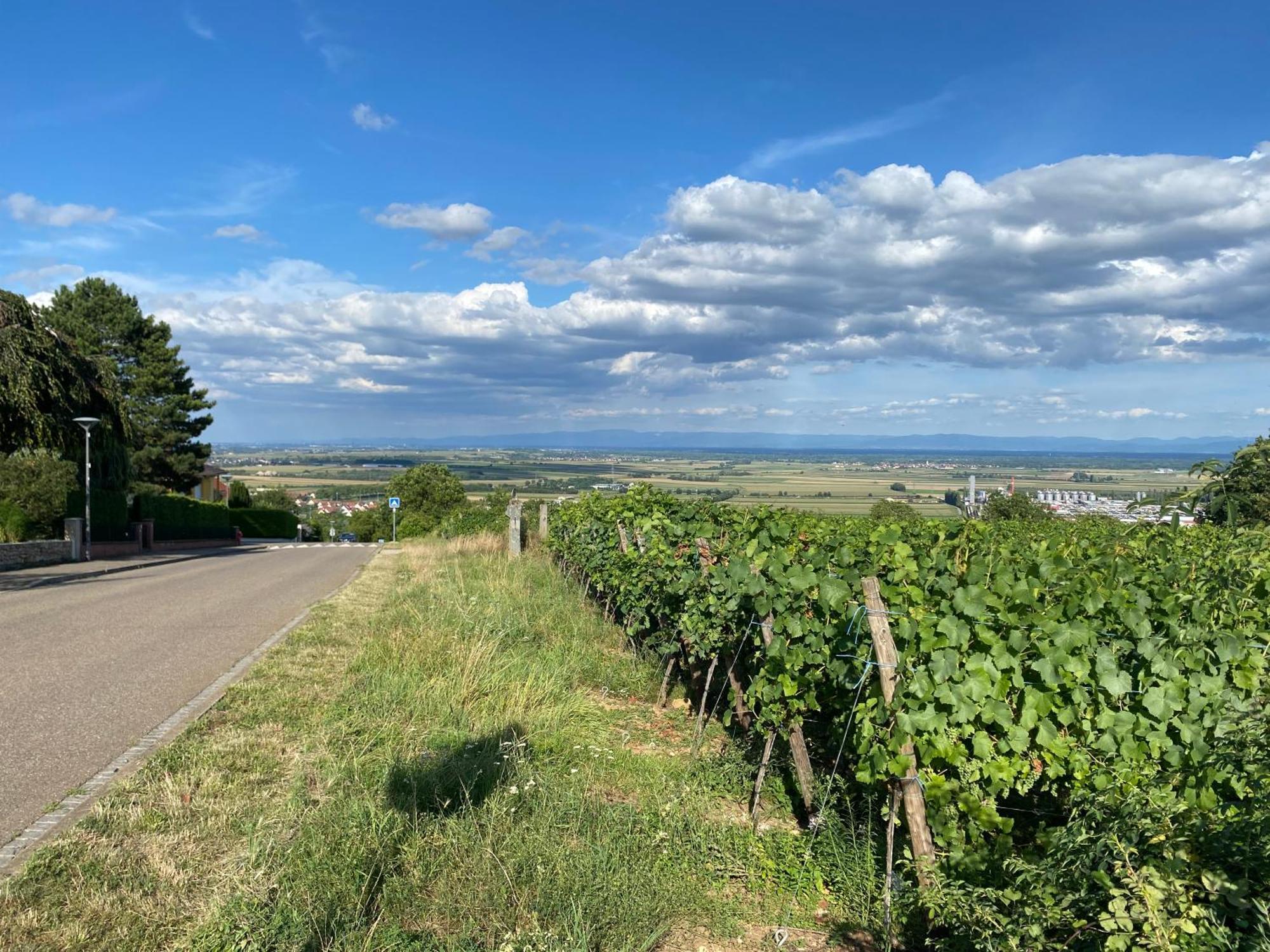 Au Pied Du Bischenberg * Bischoffsheim